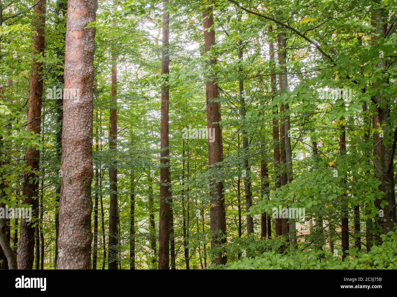 Green beech trees woodland Stock Photo