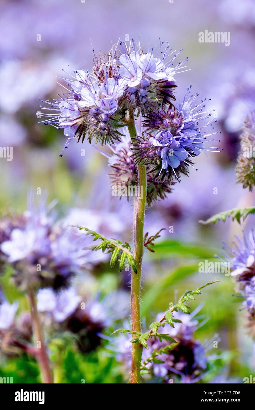 Phacelia (phacelia tanacetifolia), grown as a green manure in the margins of fields, a close up of a single flowering plant out of many. Stock Photo