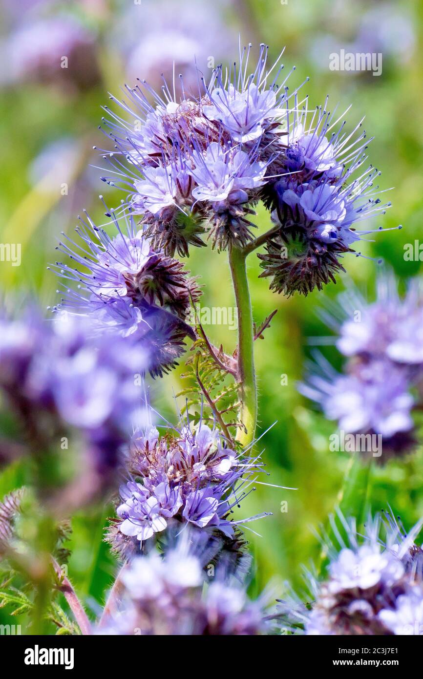 Phacelia (phacelia tanacetifolia), grown as a green manure in the margins of fields, a close up of a single flowering plant out of many. Stock Photo