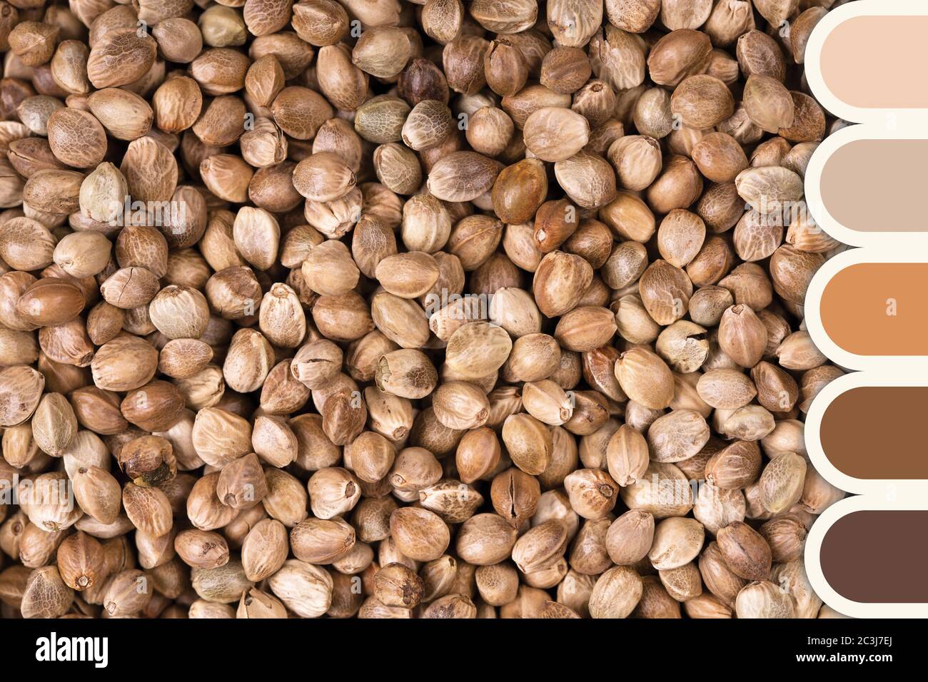 A background of dried hemp seeds in a colour palette with complimentary ...