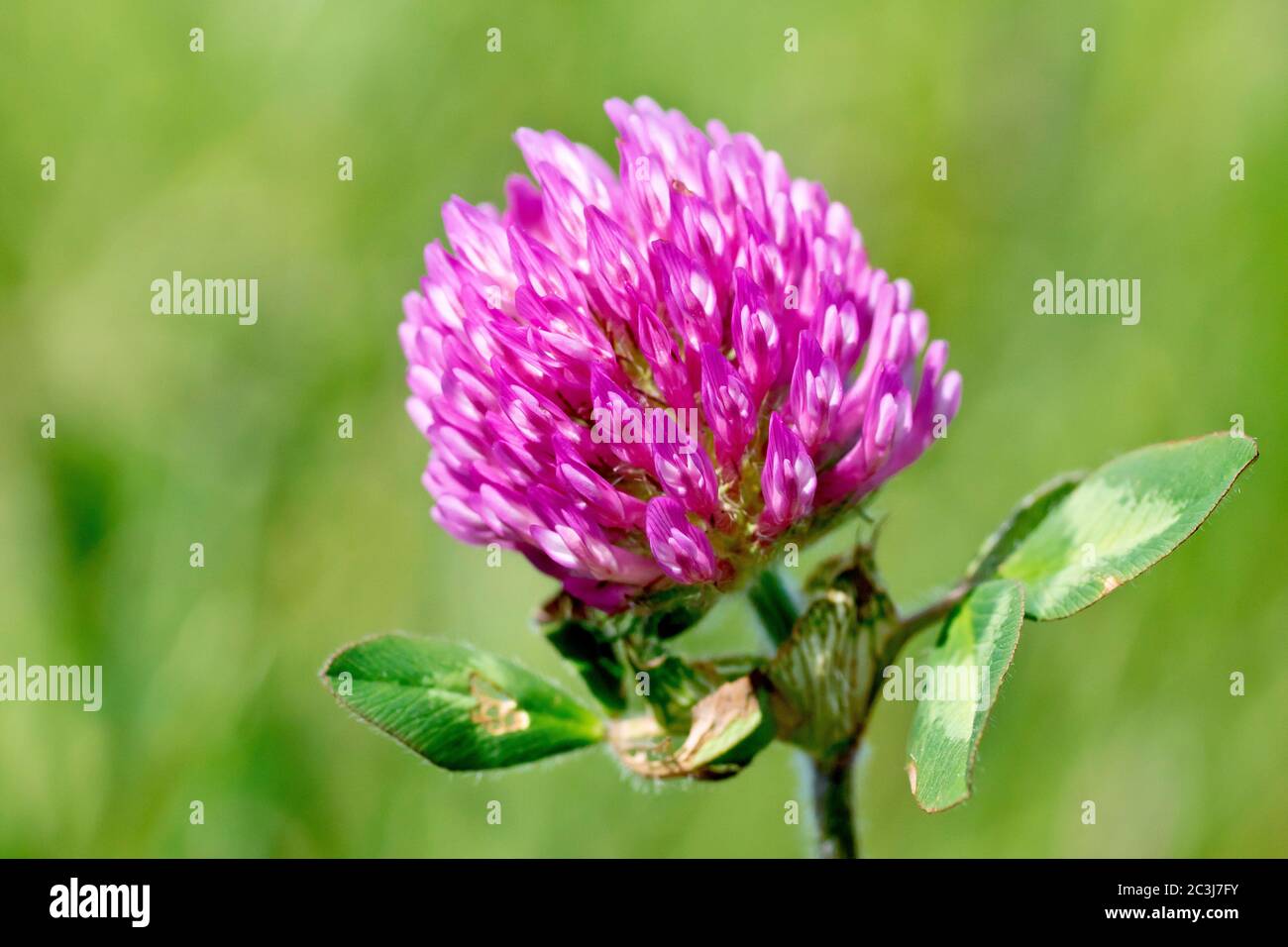 Red Clover (trifolium pratense), close up showing the flowerhead and leaves isolated against a plain out of focus background. Stock Photo