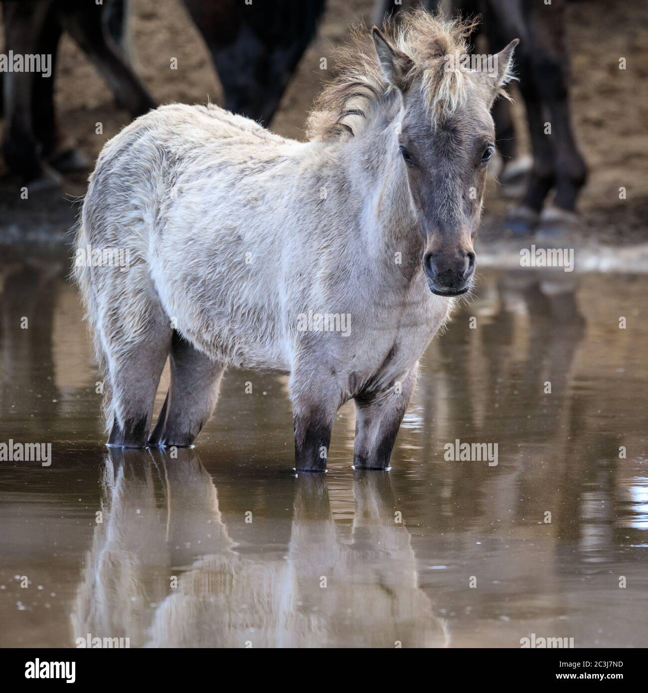 Munsterland, Germany. 20th June, 2020. A stubborn foal stands in water