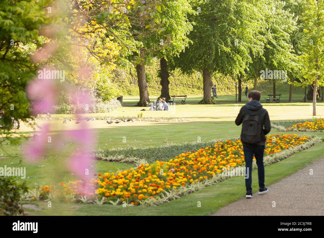 Man walking past the bright flower beds in Dane John Gardens in