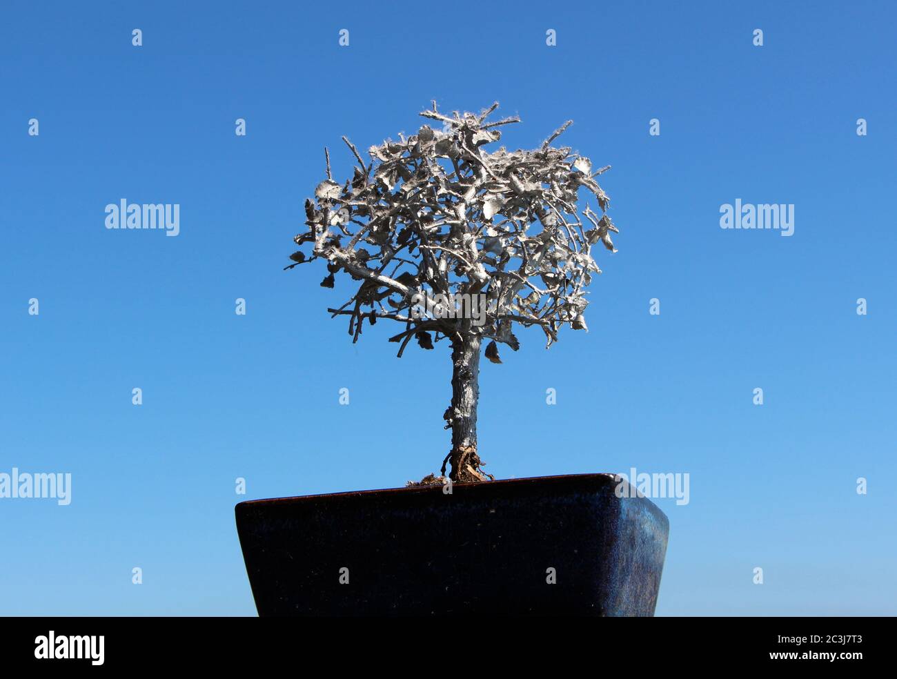 Photo of a Bonsai tree spray painted silver against a clear blue sky  background in natural sunlight Stock Photo - Alamy