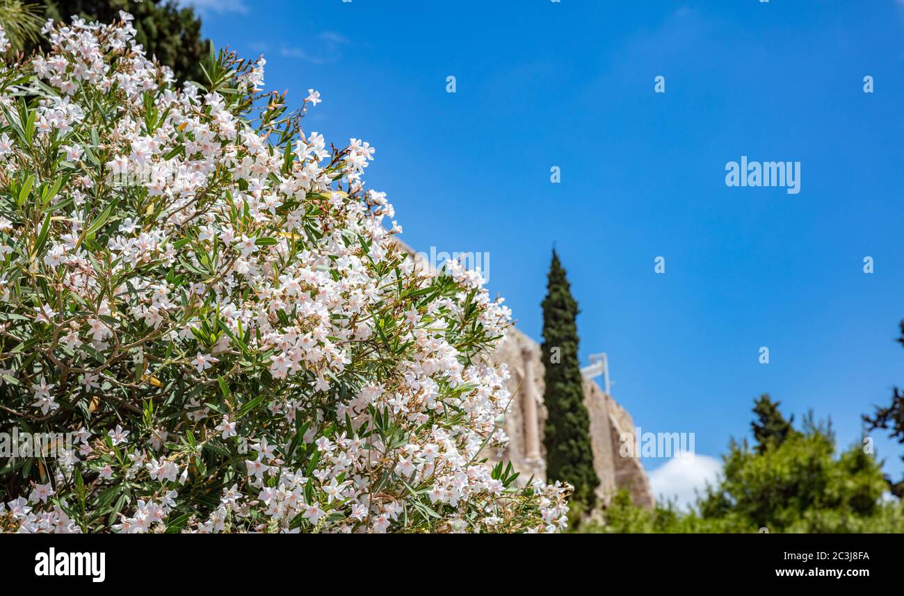 Under view of blur Parthenon, rock of Acropolis, Athens, Greece. White oleander and fir trees surround the ancient monument. Greek blue sky background Stock Photo