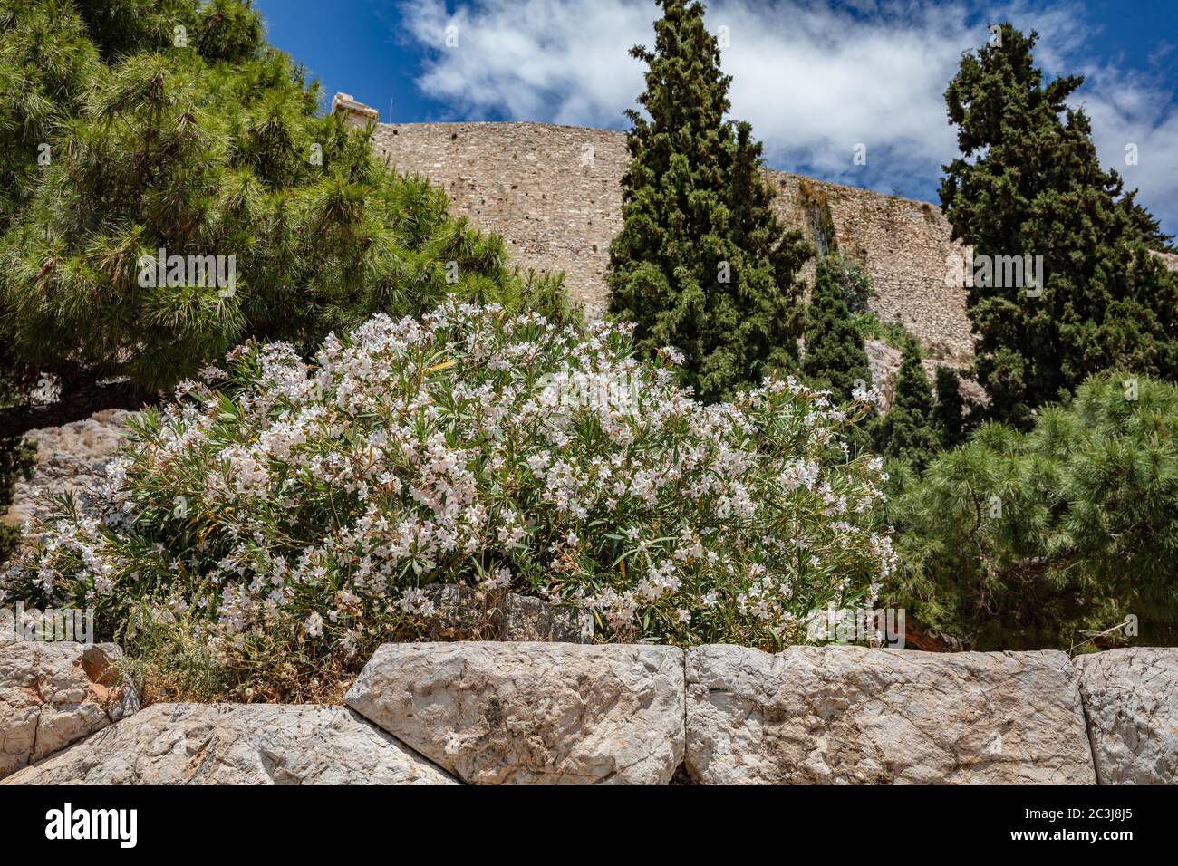 Under view of Parthenon, rock of Acropolis, Athens, Greece. White oleanders and pine trees surround the ancient monument. Greek blue sky background. Stock Photo