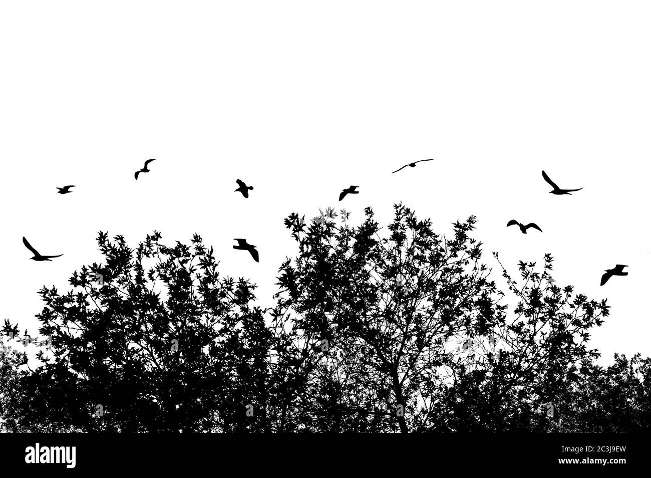 Silhouettes of tree and branches with flying birds on a white background Stock Photo