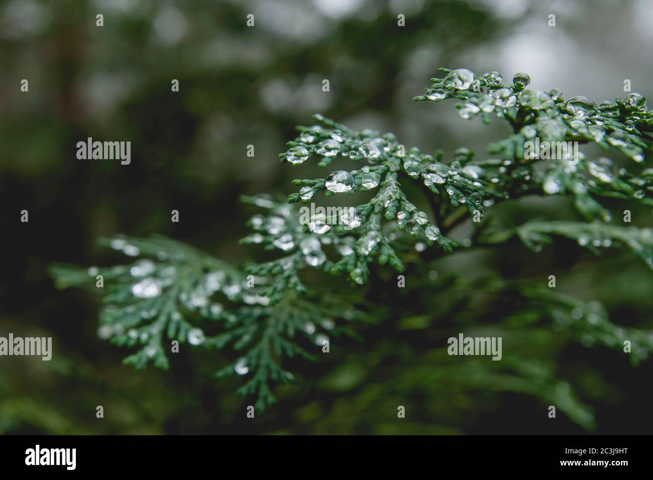 Waterdrops on thuja leaf Stock Photo
