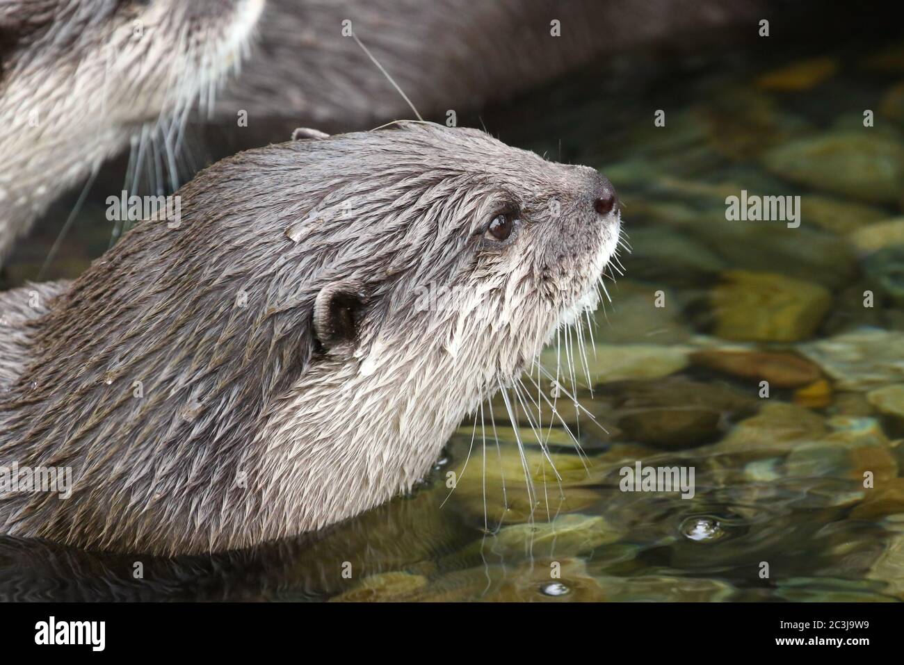 North American RIVER OTTER Lontra canadensis Stock Photo