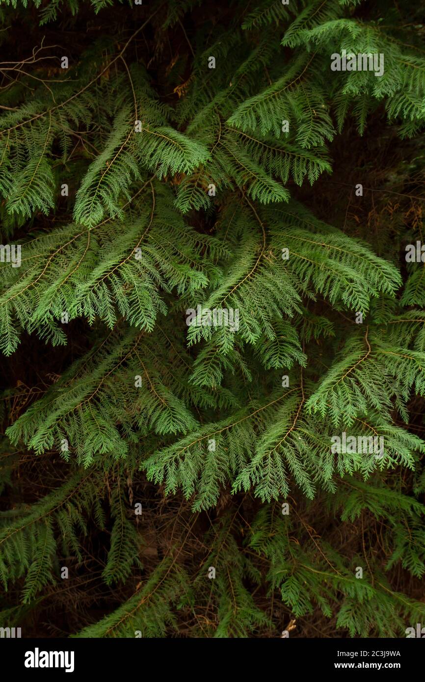 Detail of evergreen cypress foliage Stock Photo