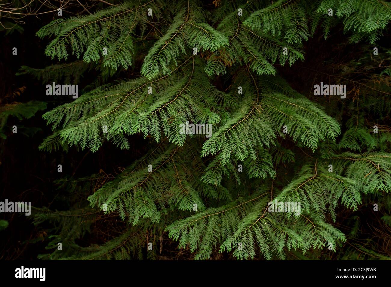 Detail of cypress evergreen foliage Stock Photo