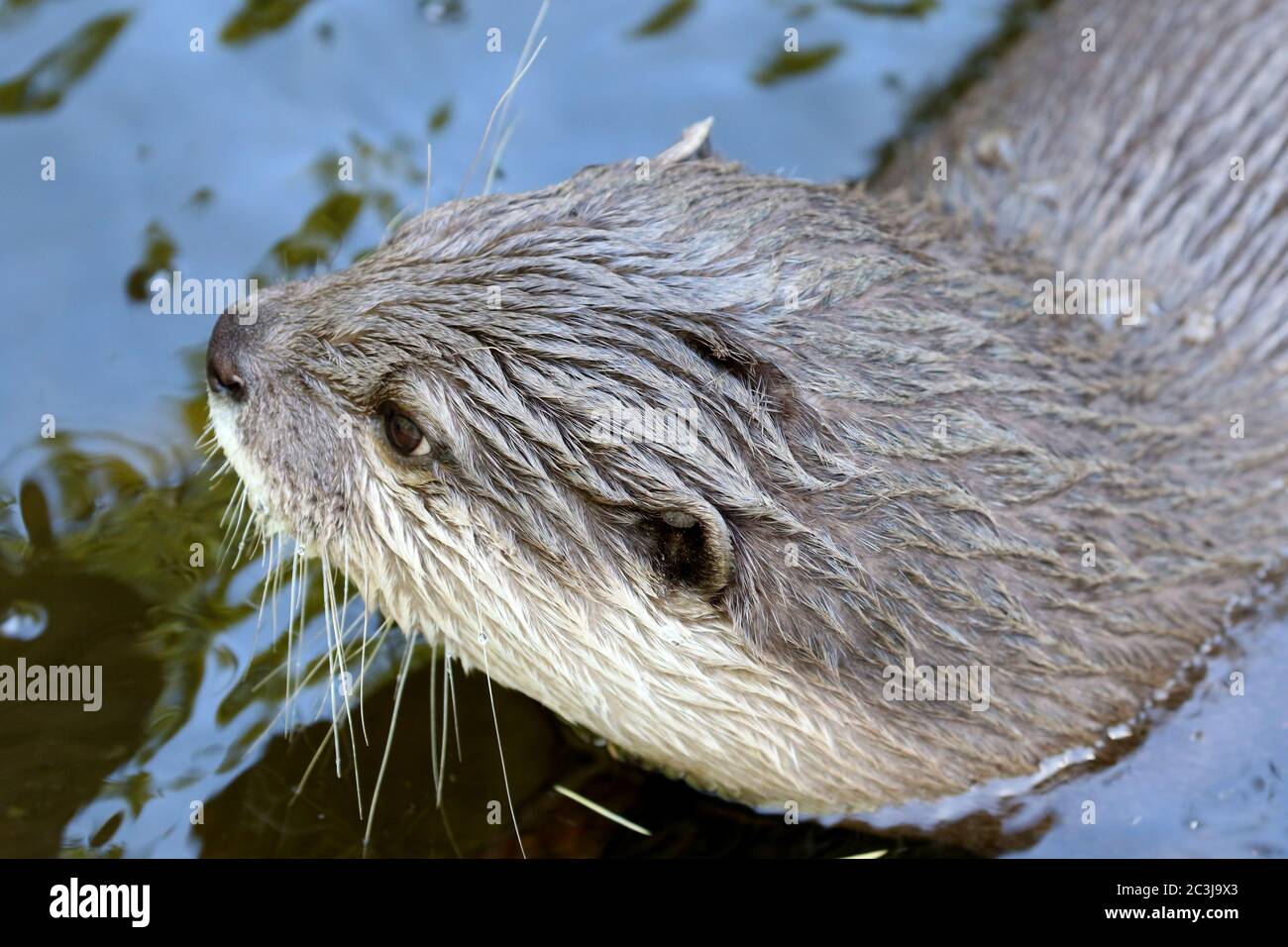 North American RIVER OTTER Lontra canadensis Stock Photo