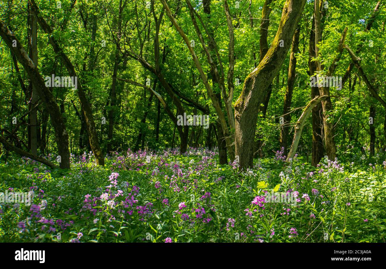 morning sun lights up wild pink and purple phlox blooming in the woods Stock Photo
