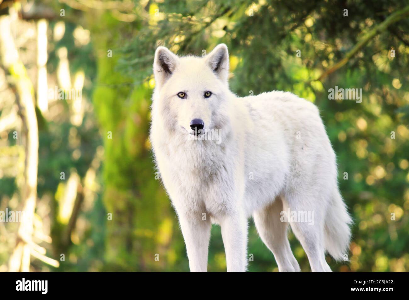 Arctic White Wolf Canis lupus arctos aka Polar Wolf Stock Photo