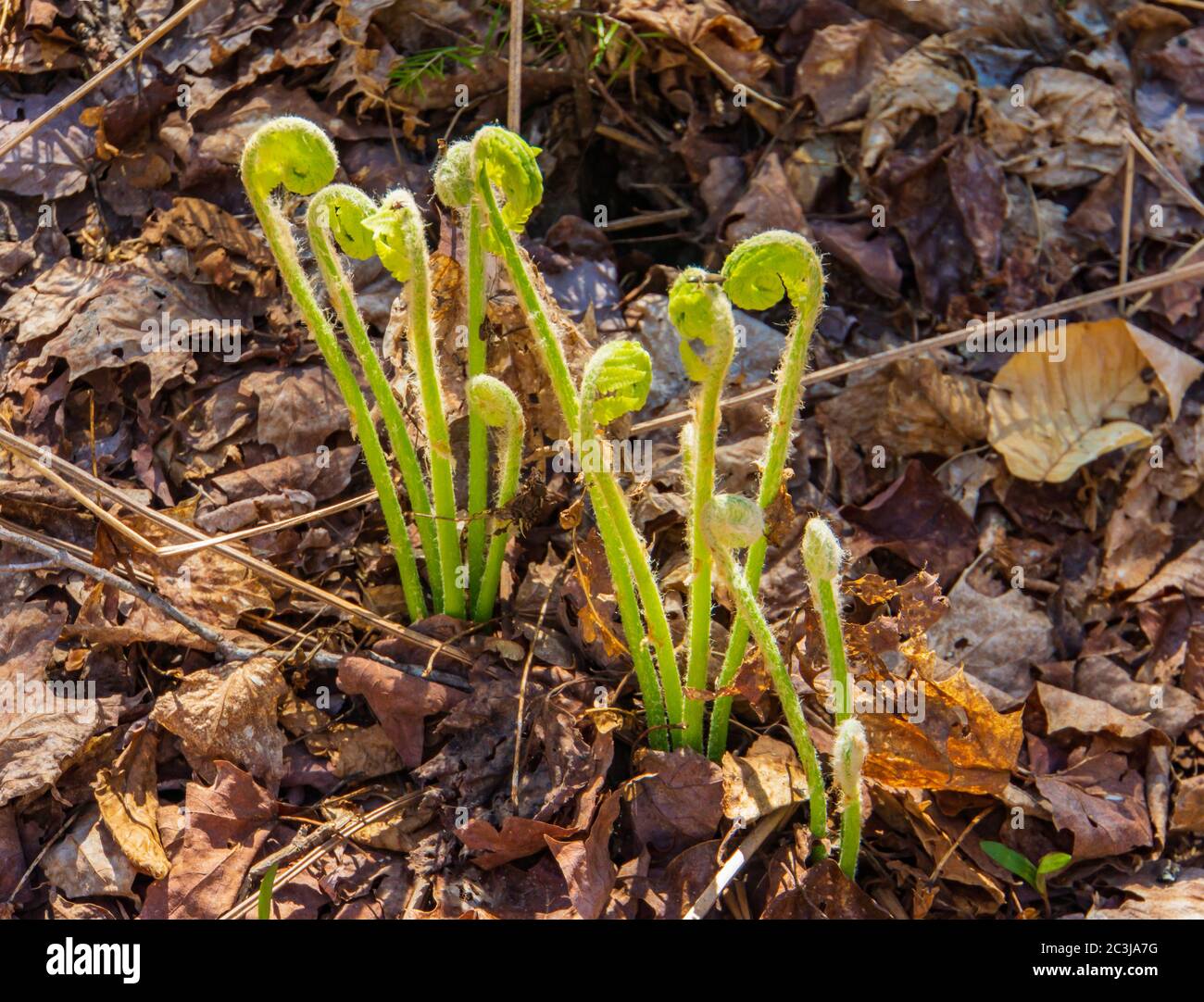 Fiddleheads, the furled fronds of new spring ferns: a culinary delicacy Stock Photo