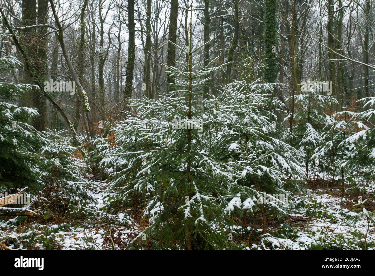 Evergreen trees snow close up hi-res stock photography and images - Alamy