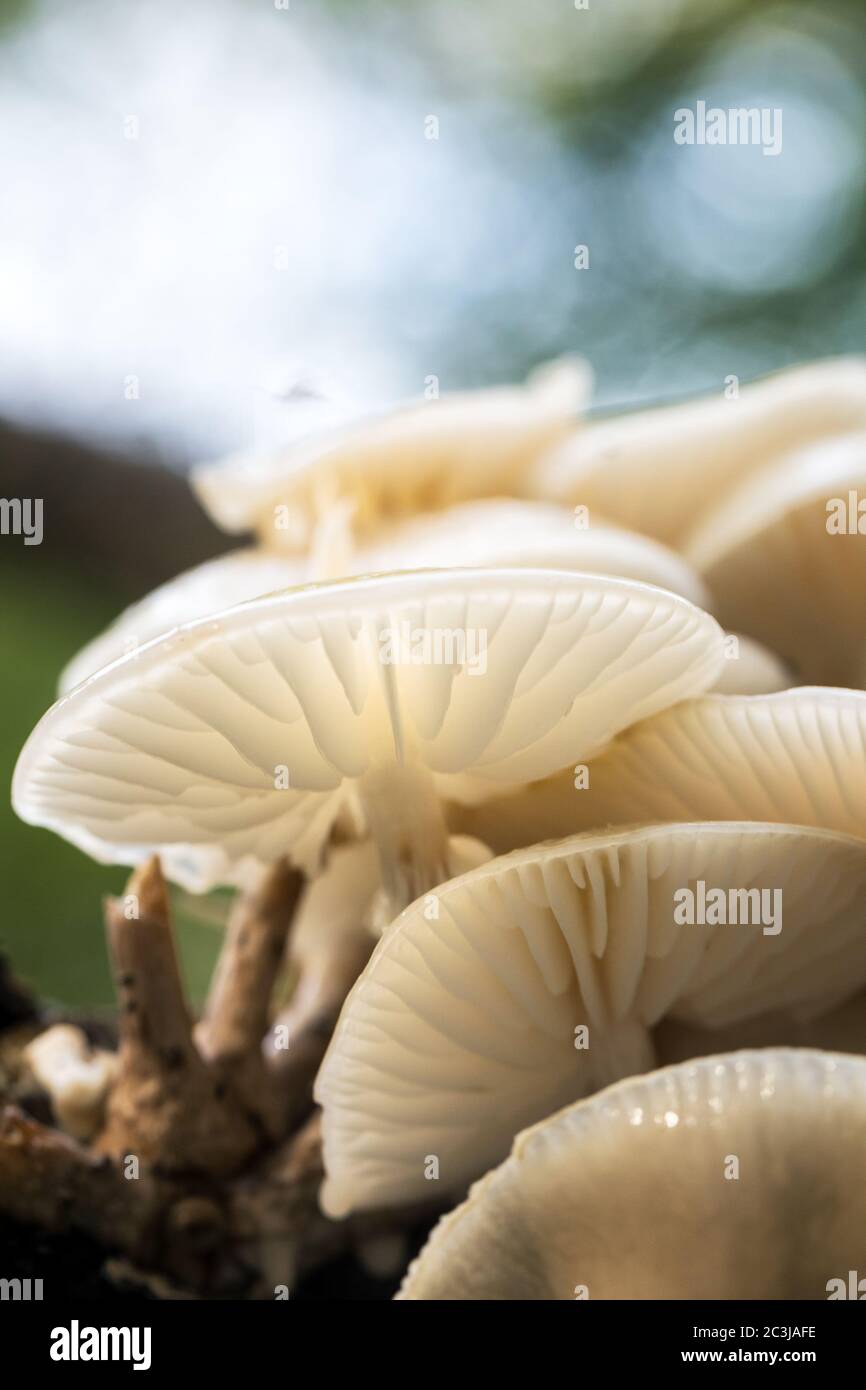 Porcelain fungus, otherwise known as beech tuft or poached egg fungus, growing from the rotting trunk of a fallen beech tree. New Forset National Park Stock Photo