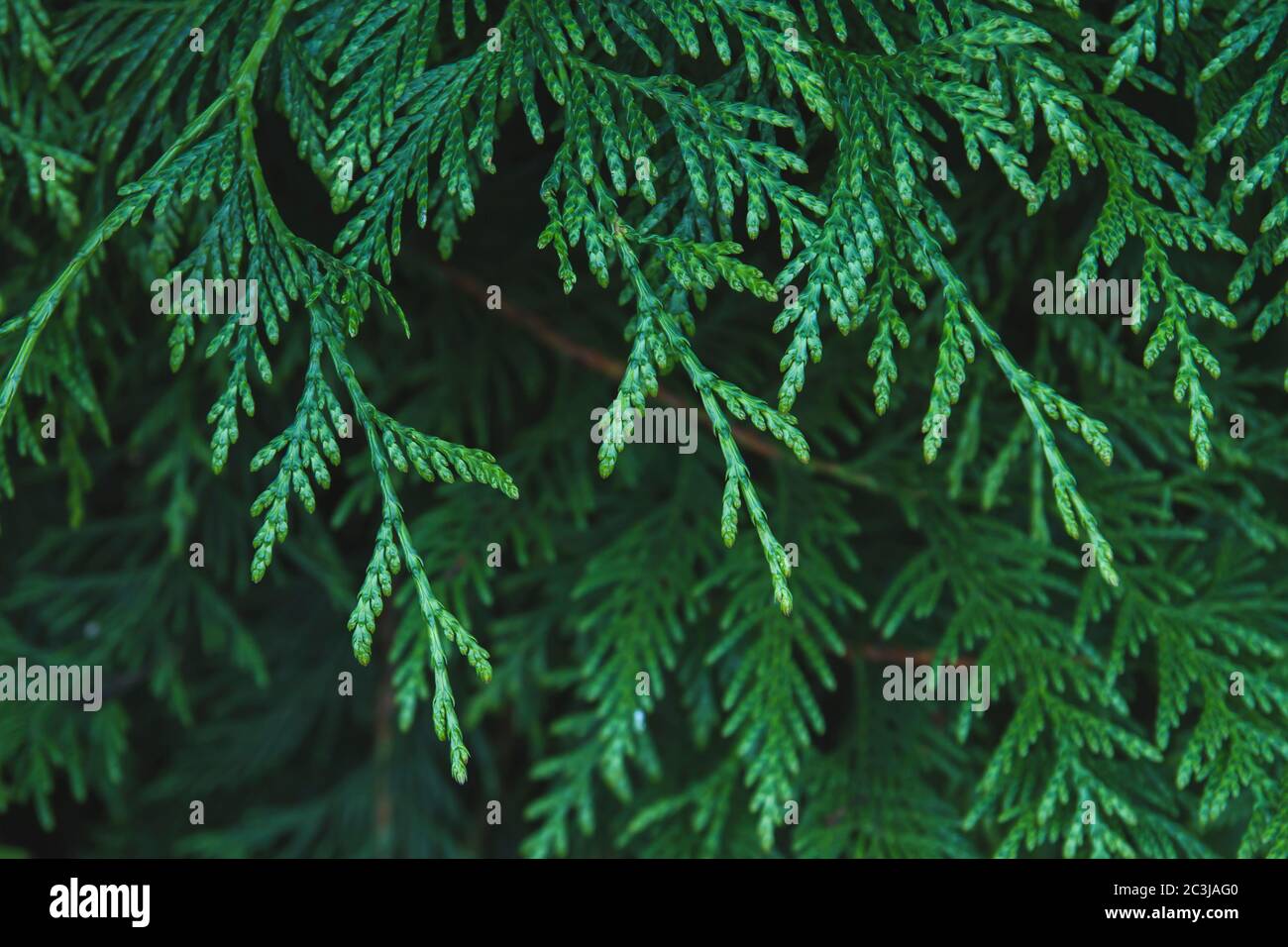 Detail of thuja tree green foliage Stock Photo