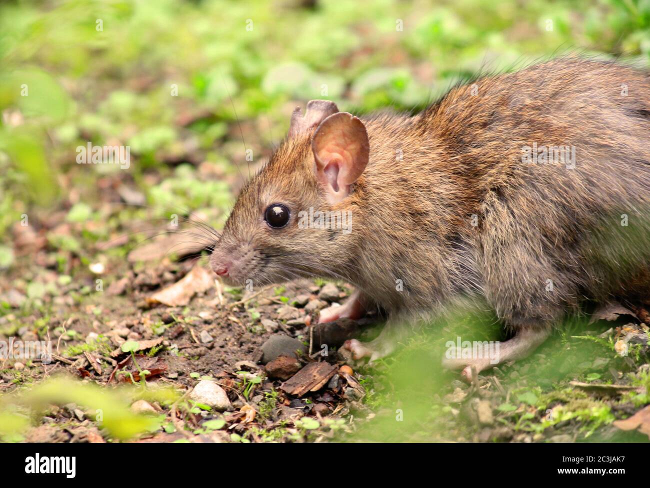 Wild brown wood mouse eating in forest Stock Photo Biology Diagrams