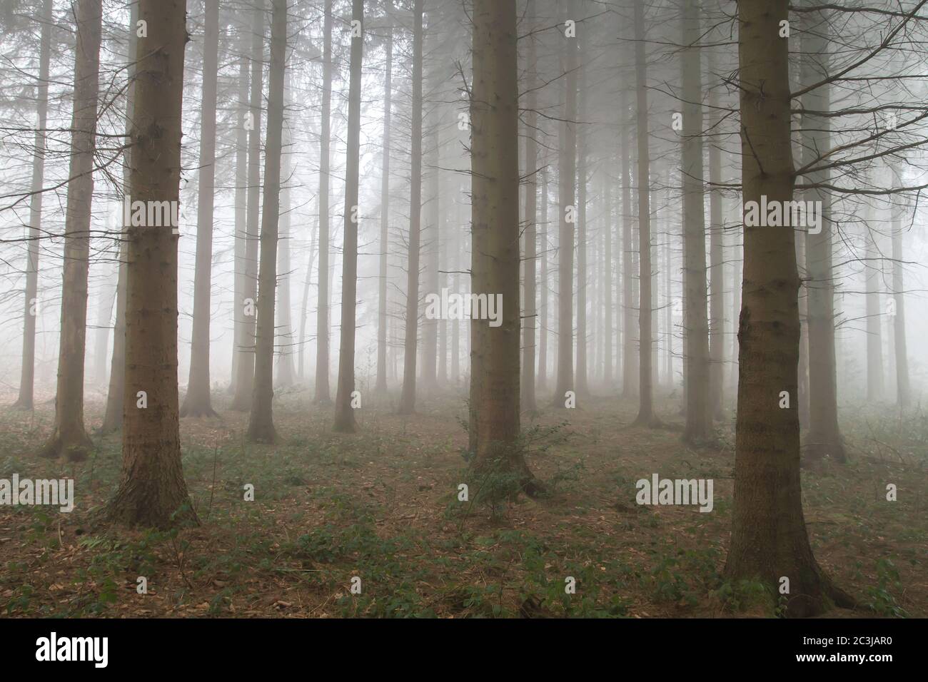 Misty Forest Landscape Stock Photo Alamy