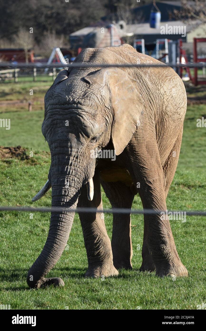 An African Elephant behind a fence at Noah's Ark Zoo Farm Clevedon Rd
