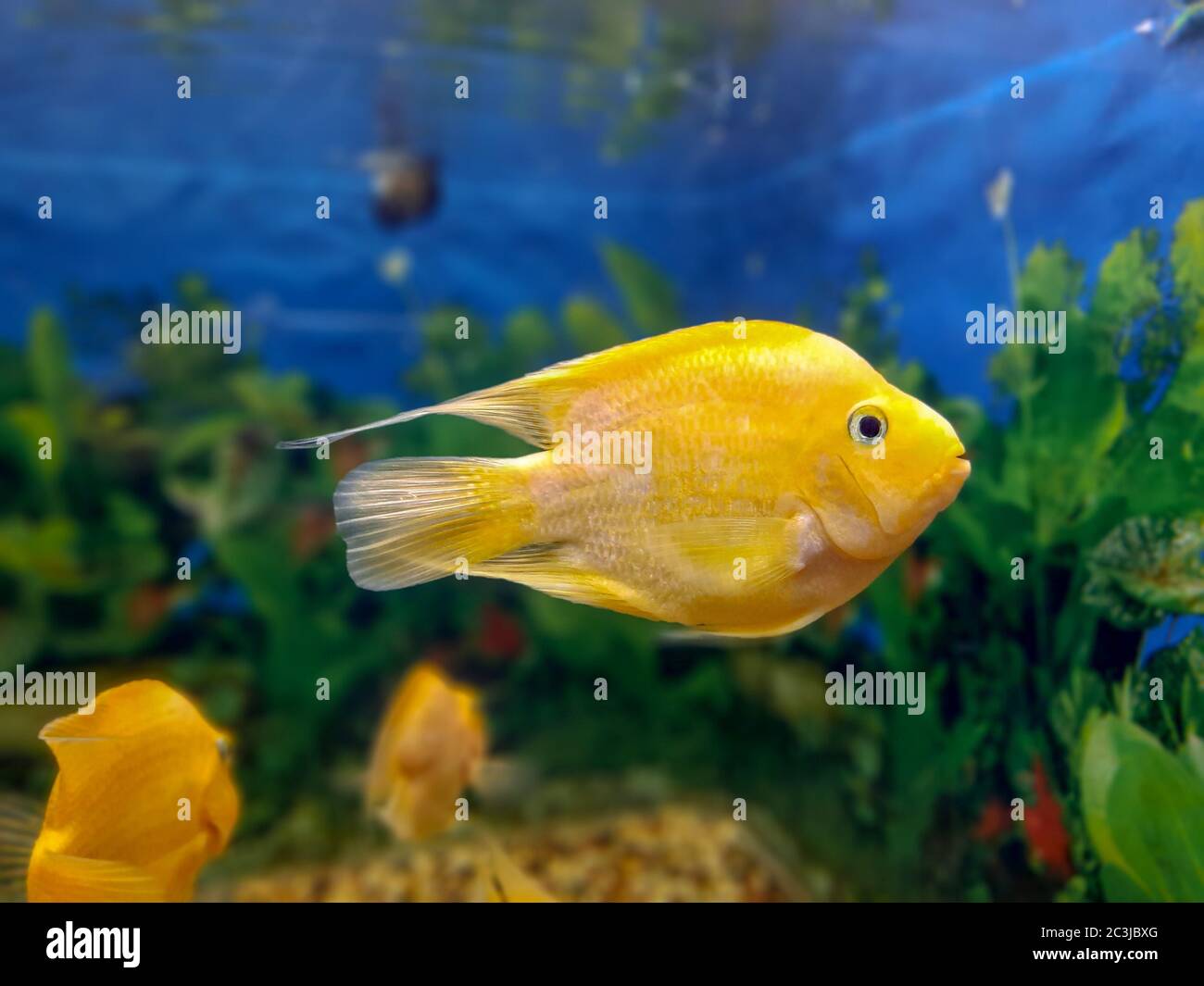 portrait of golden fish in aquarium,over background as portrait of unknown painting. Stock Photo