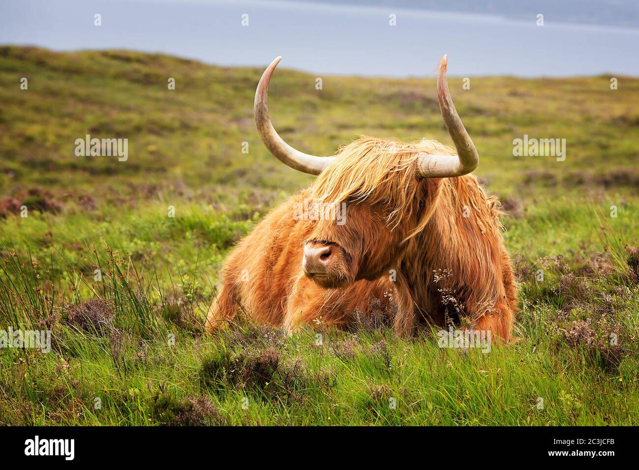 Highland cow on the Isle of Skye, Inner Hebrides, Scotland. Stock Photo