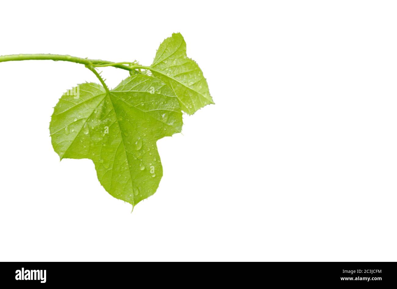 drop of water on leaf in white background Stock Photo - Alamy