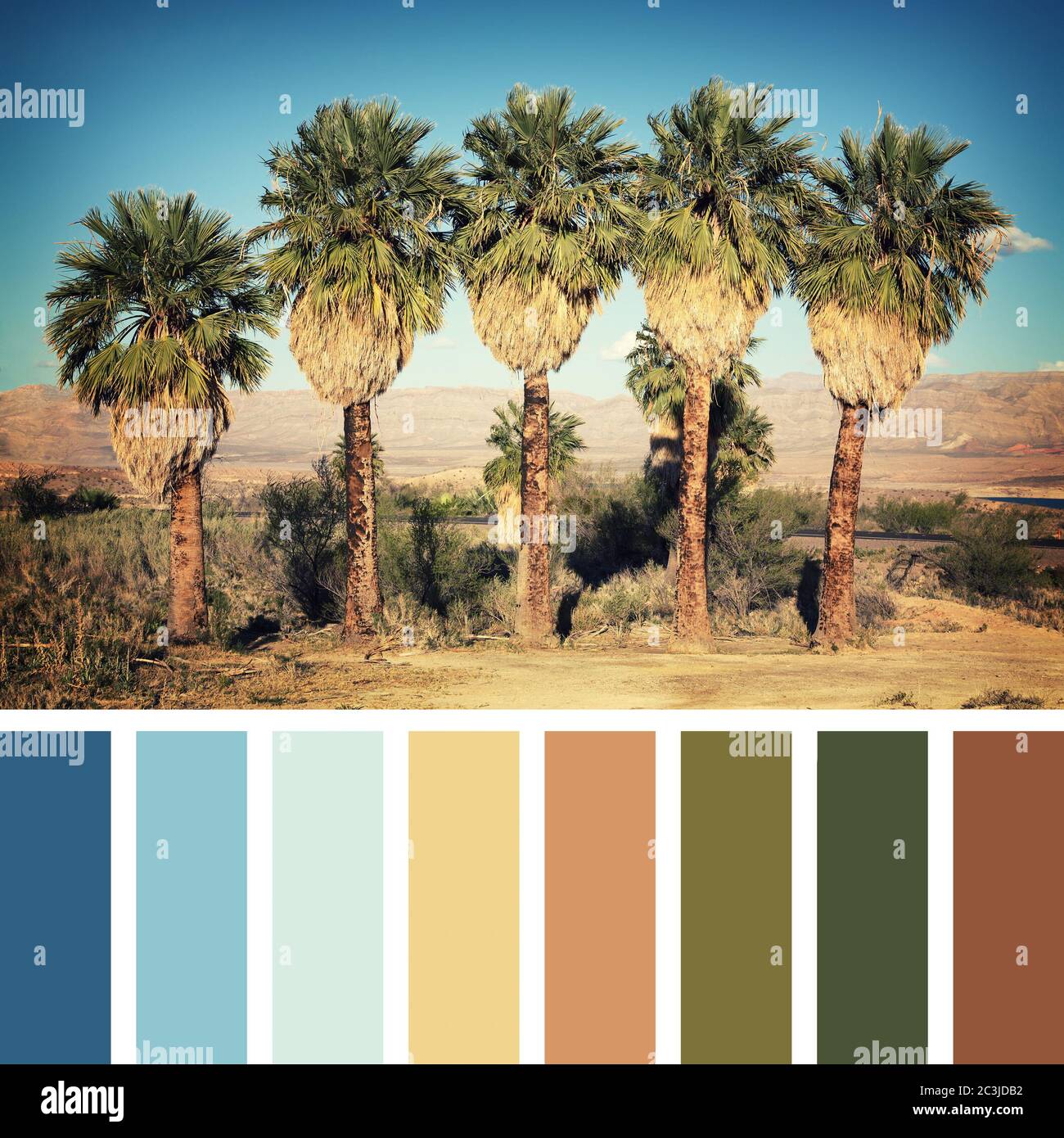 Palm trees in the desert, Nevada, USA. Instagram retro style processing, in a colour palette with complimentary colour swatches Stock Photo