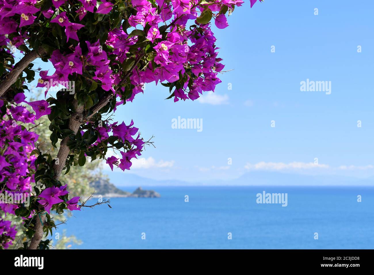 Flowers, Positano, Amalfi Coast, Italy Stock Photo - Alamy