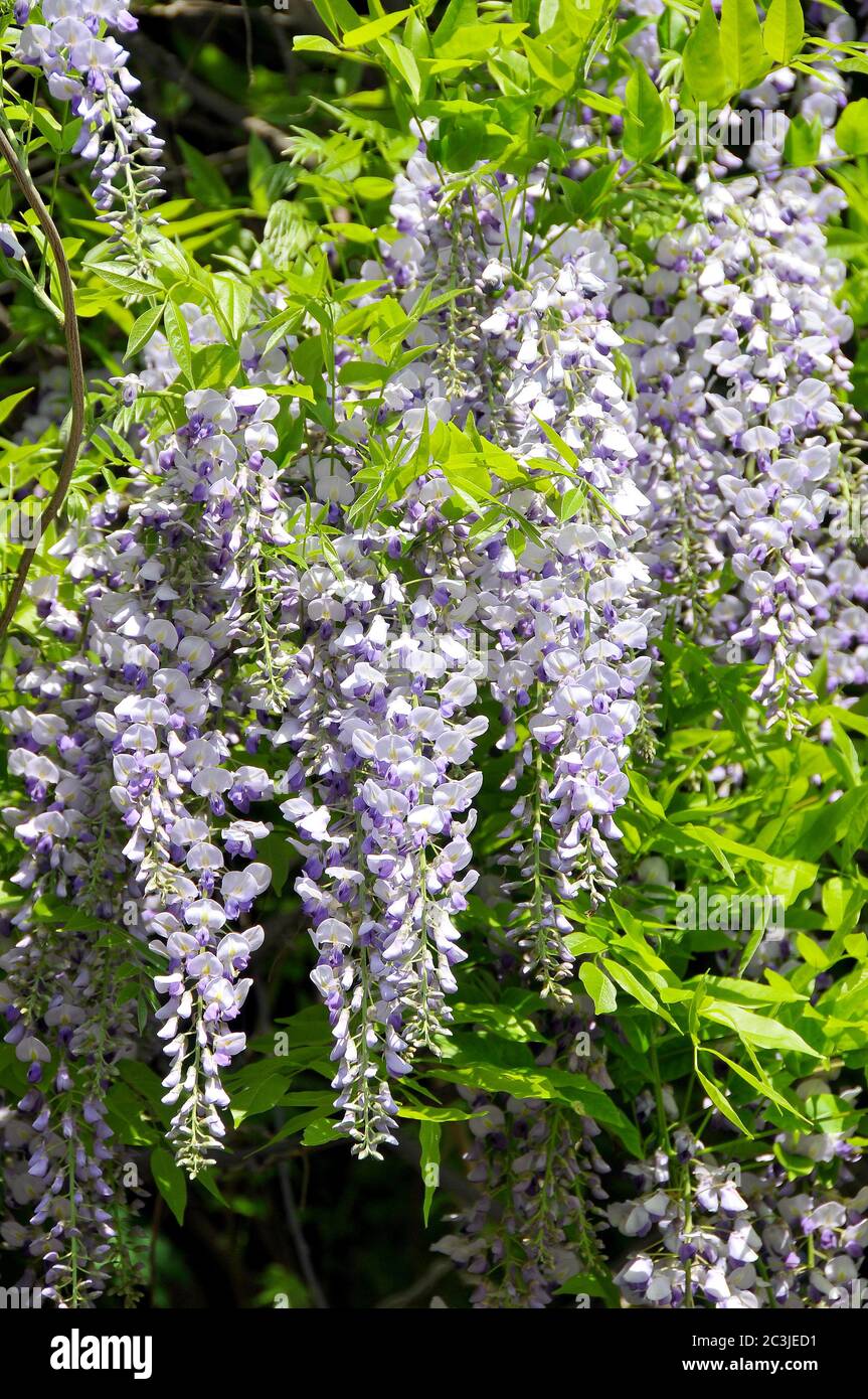 Japanischer Blauregen Wisteria floribunda Stock Photo - Alamy