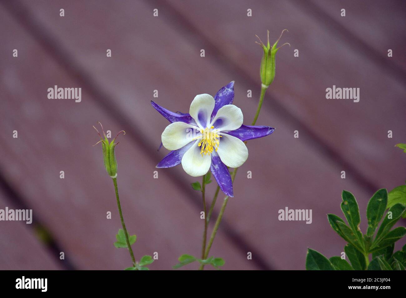 Beautiful blue and white bird's-eye gilia flower in a garden Stock Photo