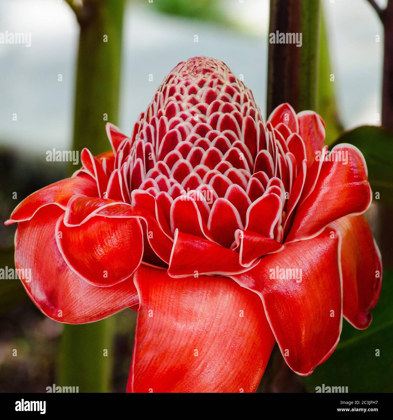 Etlingera elatior, also known as torch ginger, ginger flower, red