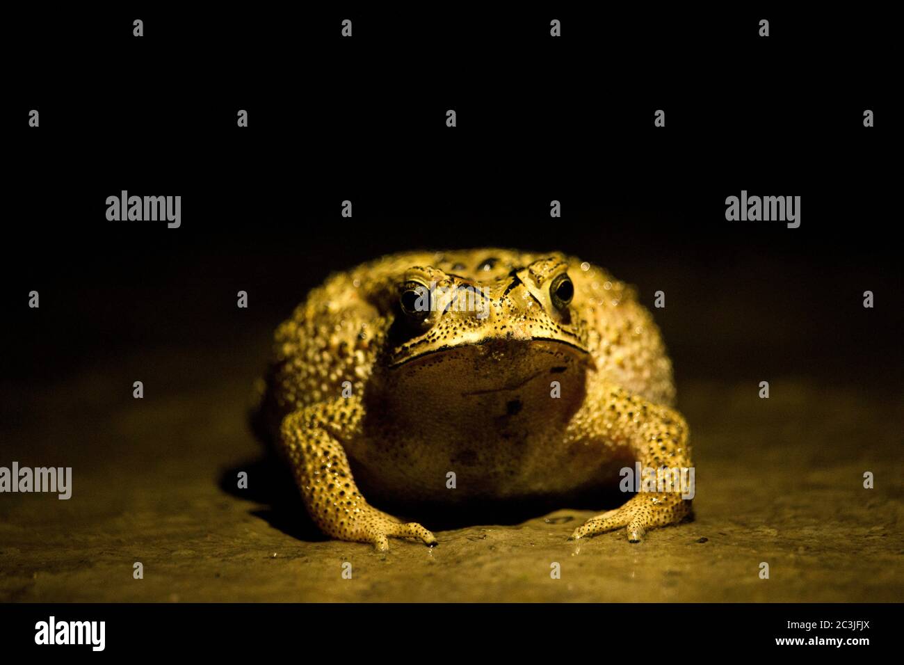 North american bull frog On Black Background Stock Photo