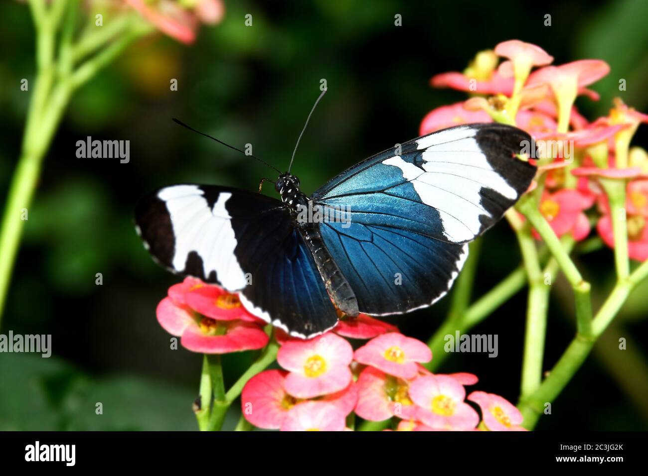 Black Butterfly Heliconius sara theudela with white stripes feeding on flower Stock Photo