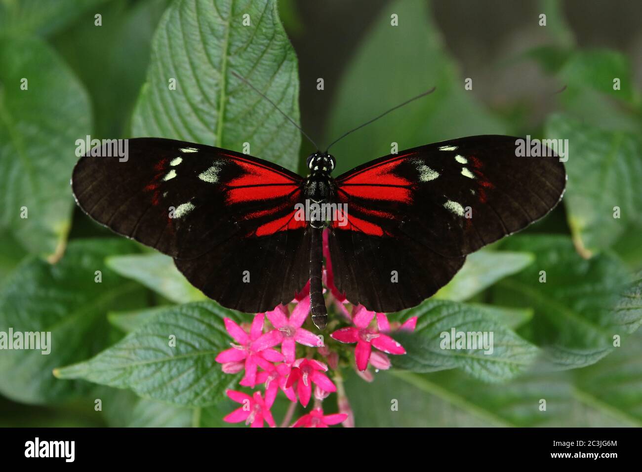 Butterfly Large common Postman Heliconius Melpomene Rosina Stock Photo