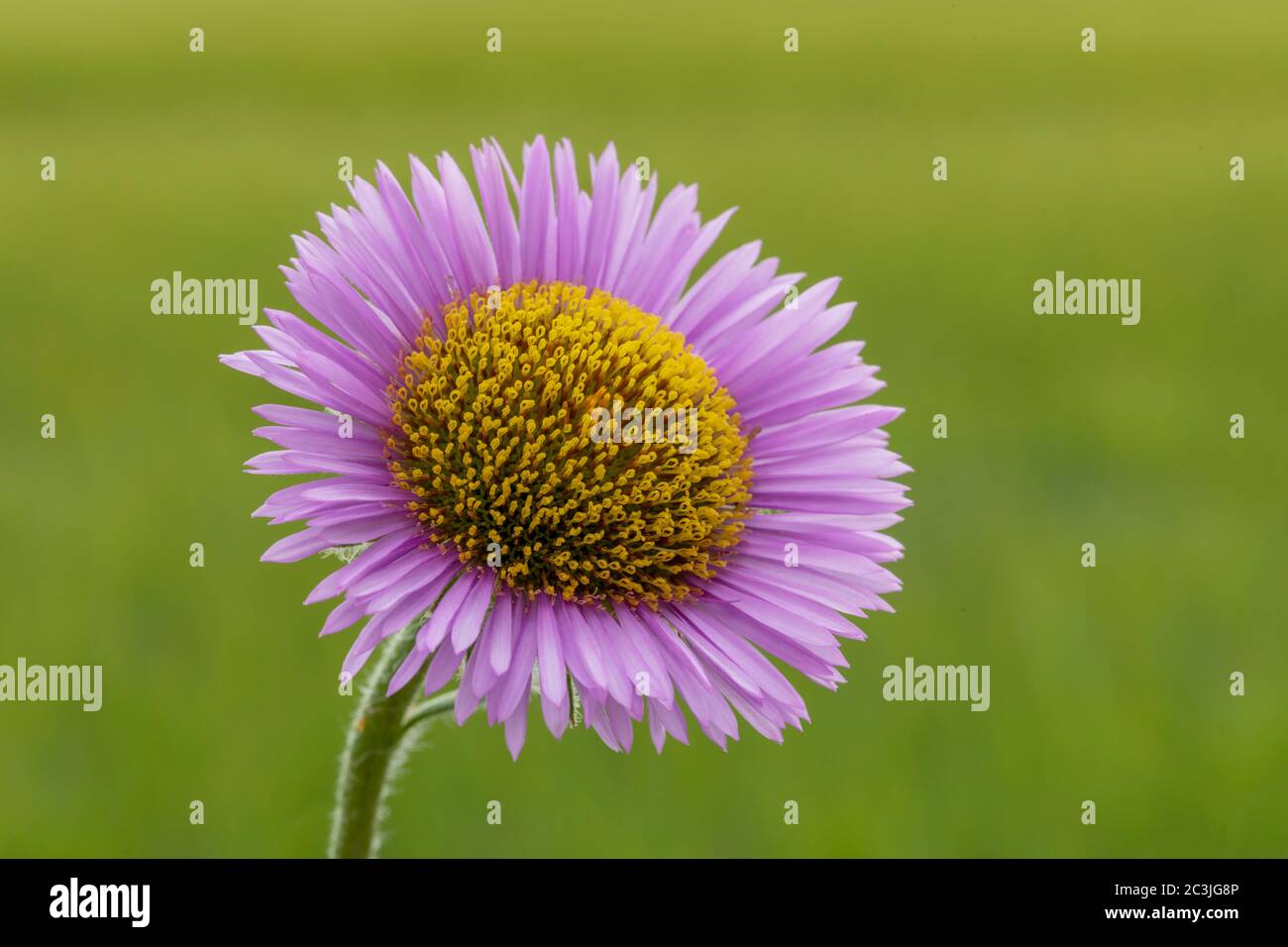 Isolated beach aster flower with green bokeh background. Stock Photo