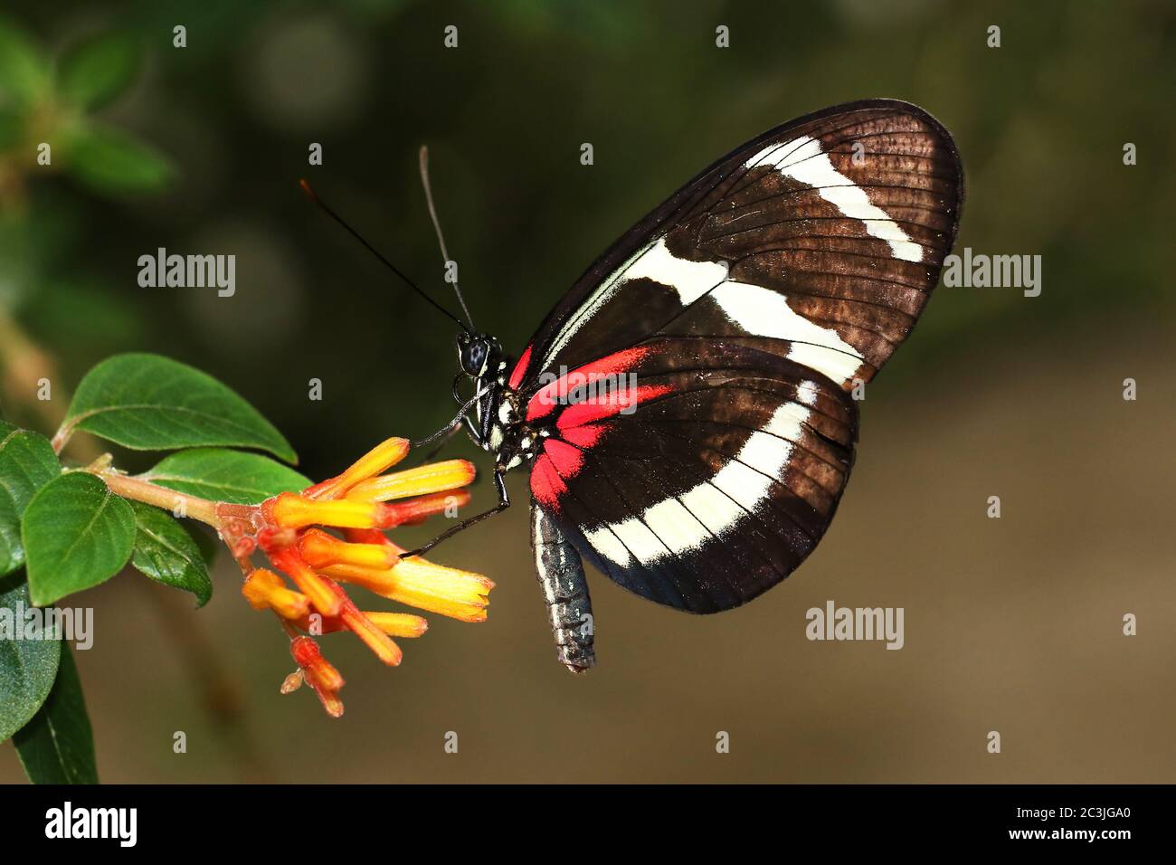 Butterfly Large common Postman Heliconius Melpomene Rosina Stock Photo