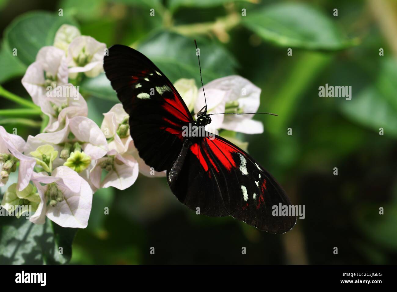 Butterfly Large common Postman Heliconius Melpomene Rosina Stock Photo