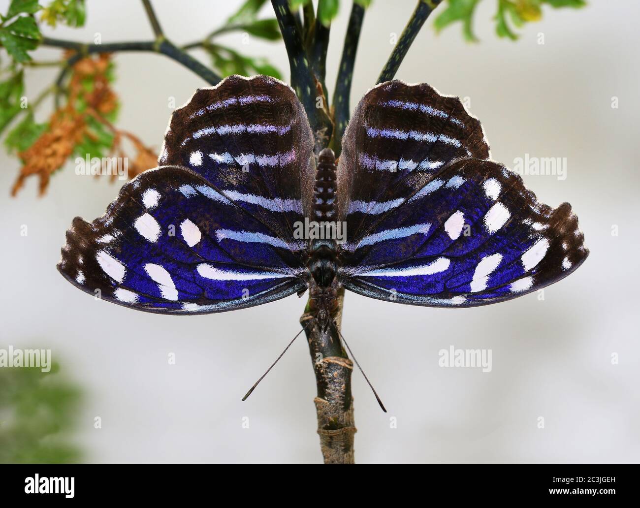 Butterfly Blue Wing Myscelia ethusa tropical butterflies Stock Photo