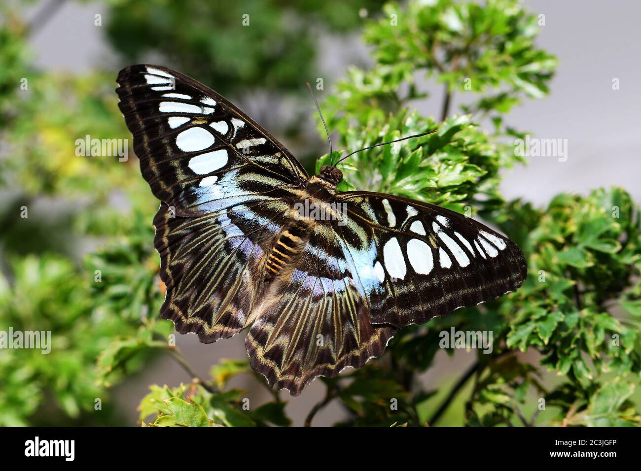 Butterfly Clipper Parthenos sylvia tropical butterlfy Stock Photo