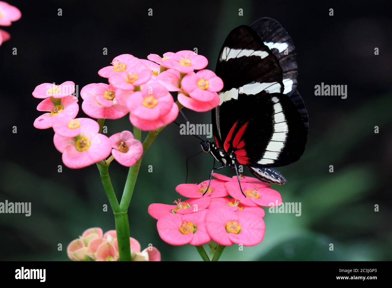 Butterfly Large common Postman Heliconius Melpomene Rosina Stock Photo