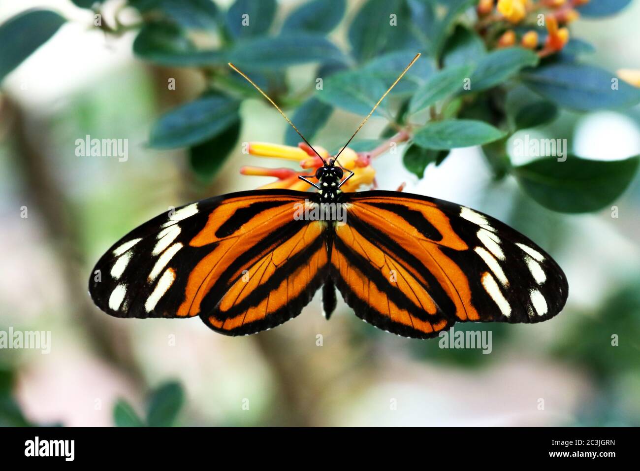 Tiger Longwing Butterfly Heliconius Ismenius feeding on flower Stock Photo