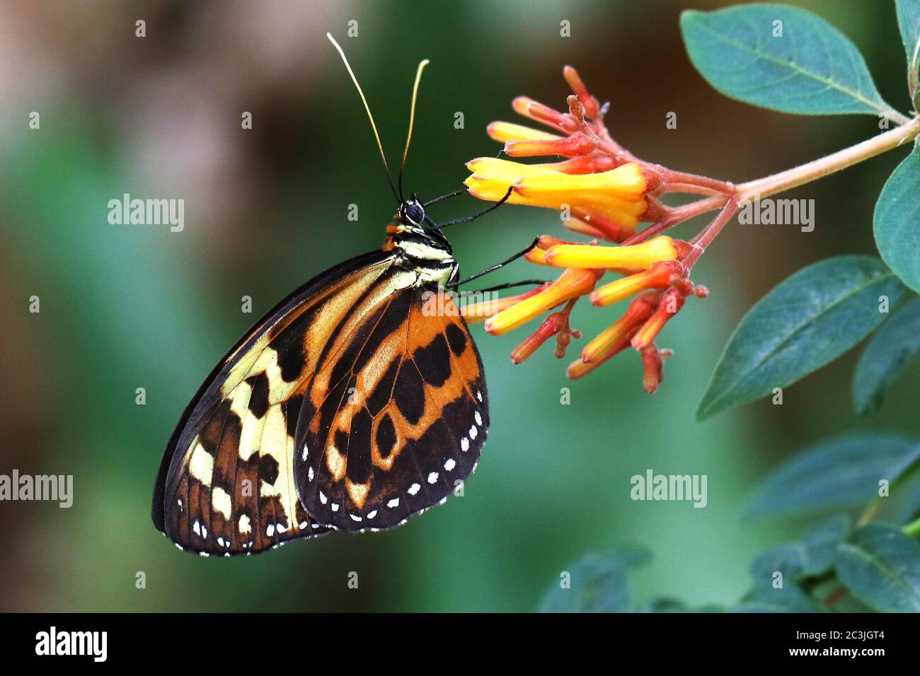 Butterfly Tiger Mimic Lycorea halia cleobaea tropical milkweed butterfly Stock Photo