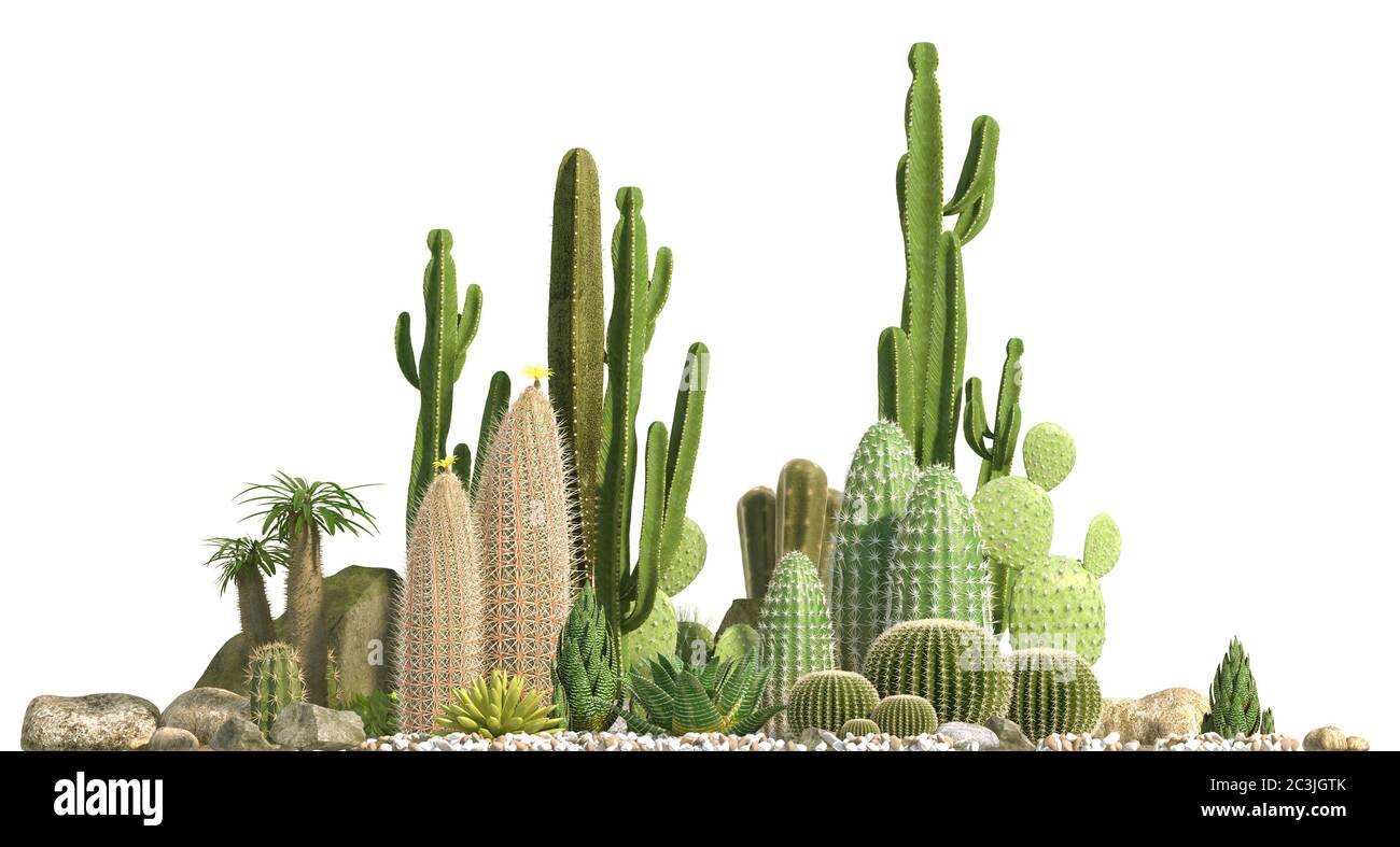 Decorative composition composed of groups of different species of cacti, aloe and succulent plants isolated on white background. Front view. 3D render Stock Photo