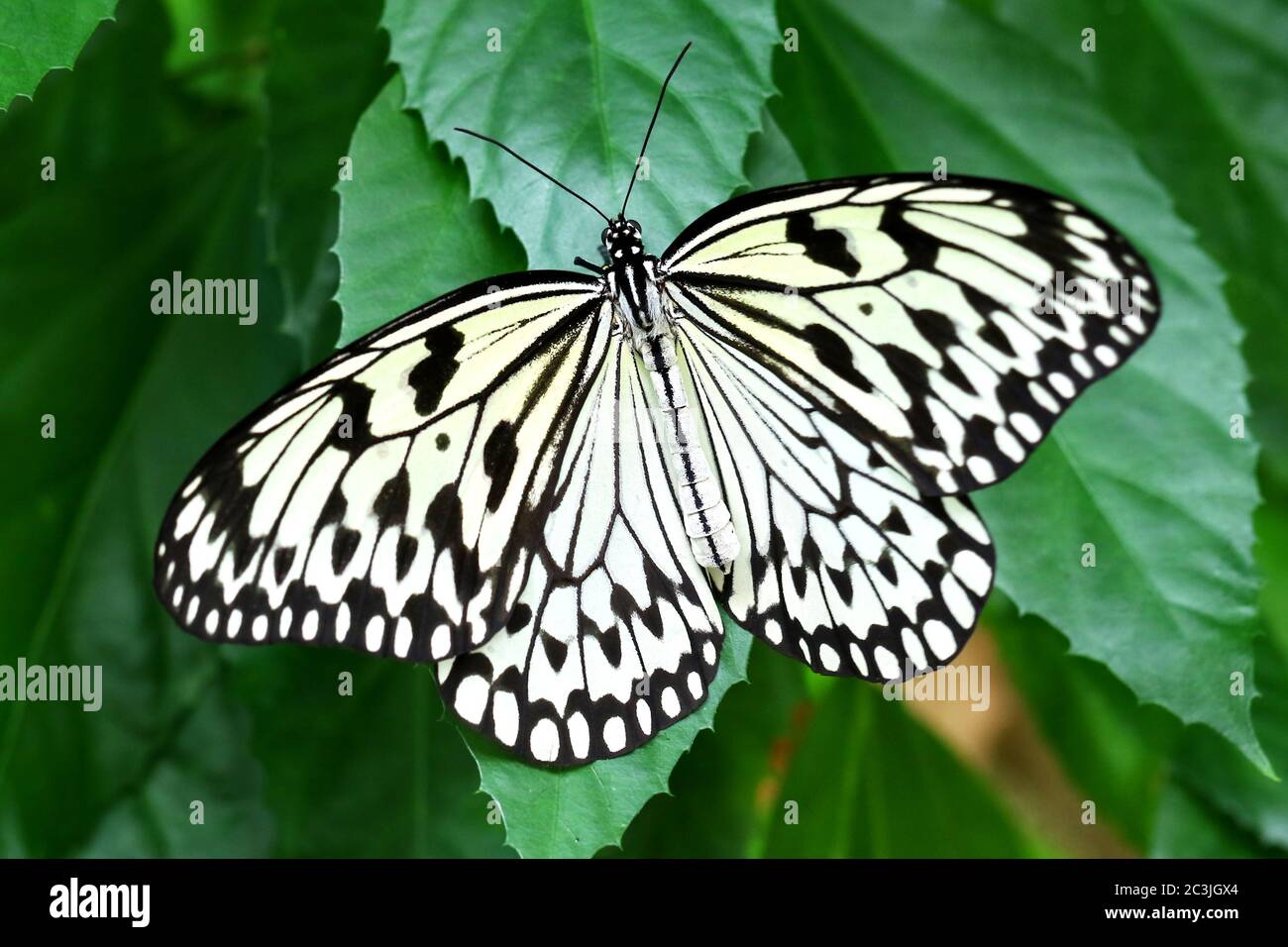 Butterfly paper kite Idea leuconoe Insect Stock Photo