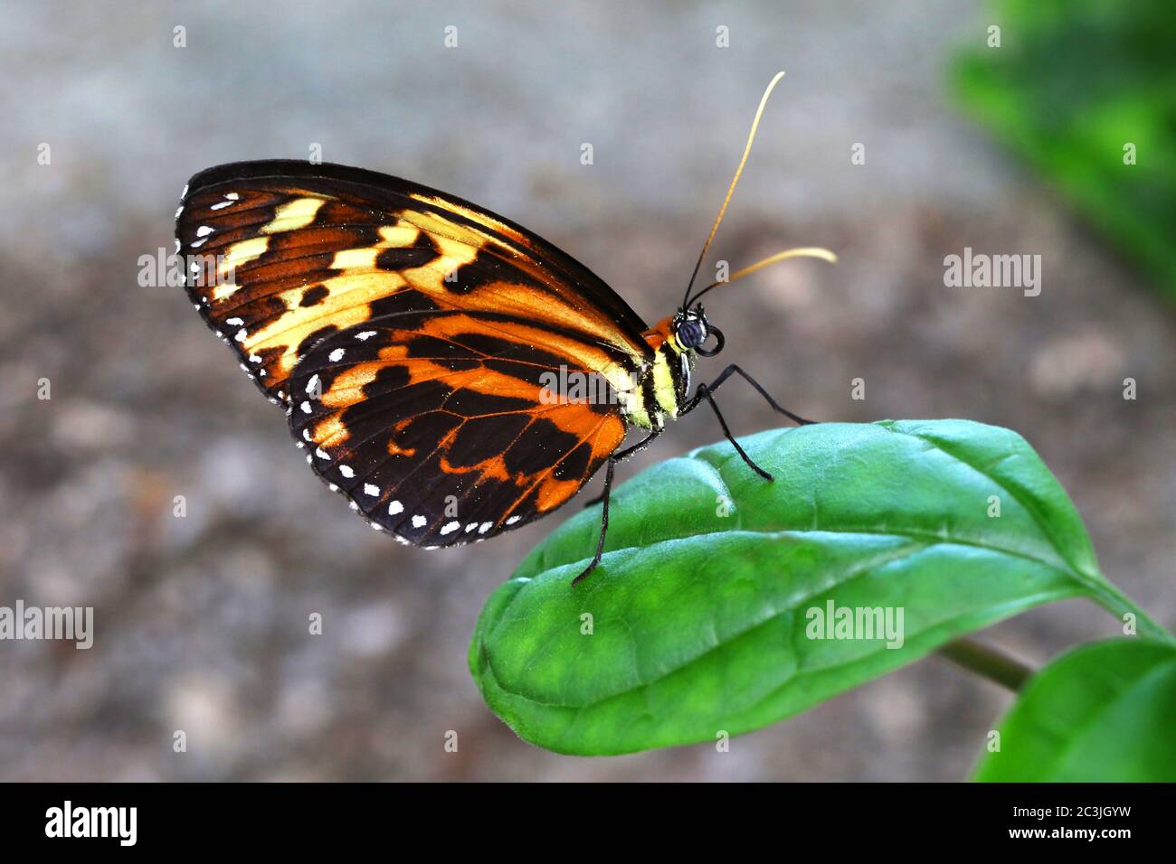 Butterfly Tiger Mimic Lycorea halia cleobaea tropical milkweed butterfly Stock Photo