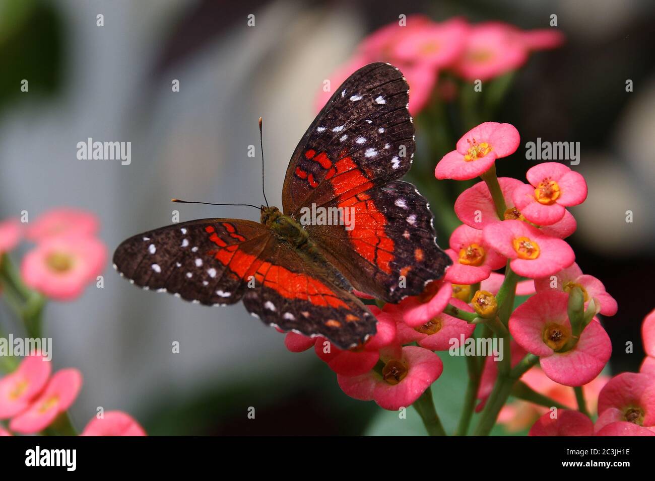 Butterfly brown peacock or scarlet peacock Male Anartia amathea feeding on Flower Stock Photo