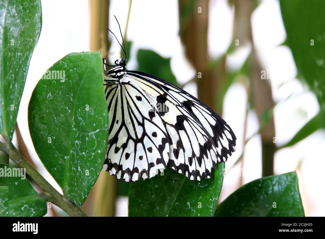 Butterfly paper kite Idea leuconoe Insect Stock Photo
