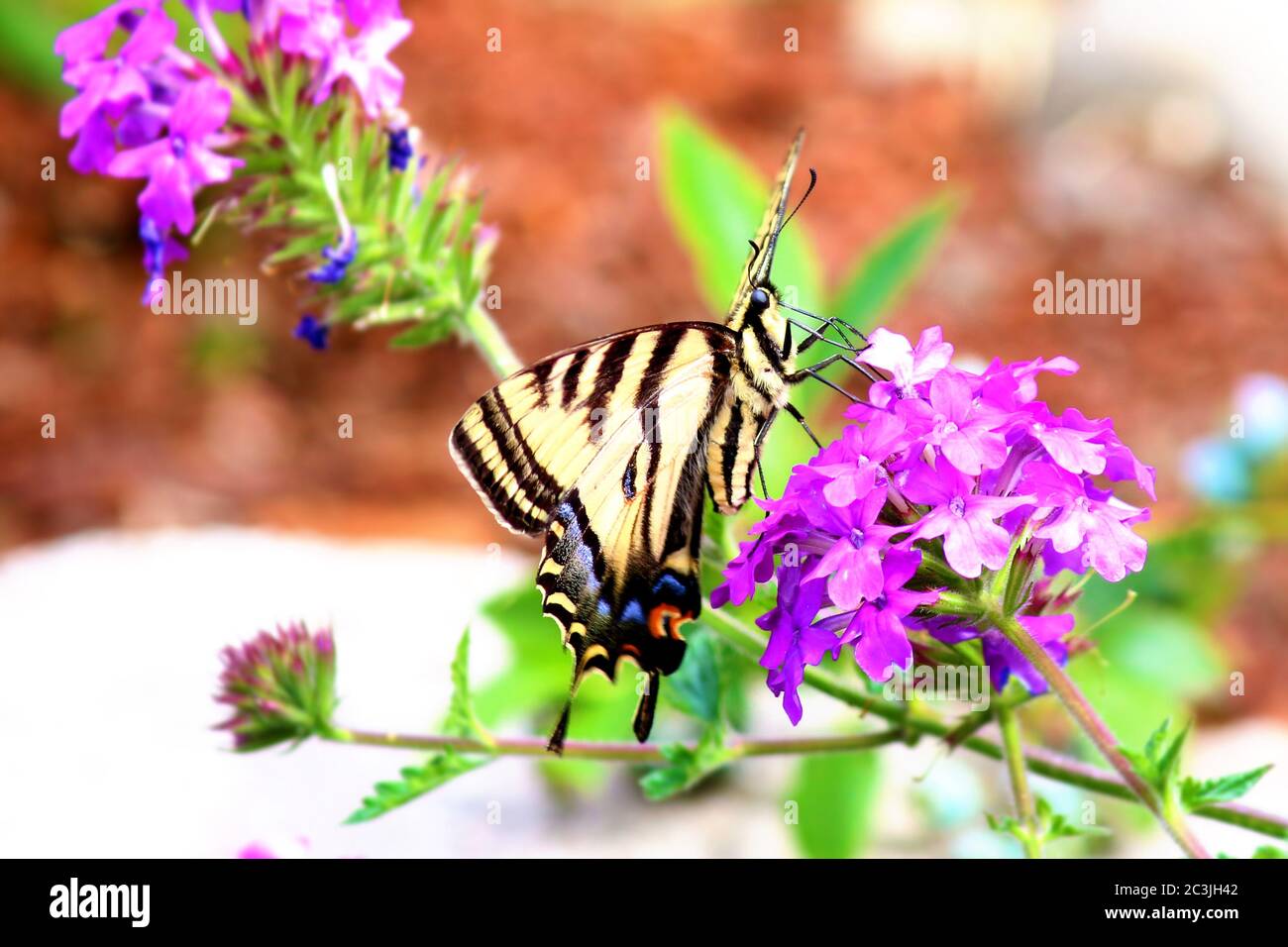 Swallowtail butterfly Papilio machaon feeding on flower Stock Photo